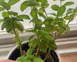 A picture of step 5 of Simple tomato pasta with mozzarella and padron peppers.